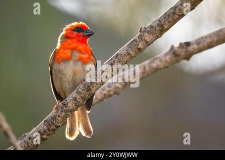 Mauritius Fody - Foudia rubra, wunderschöner farbiger seltener Webervogel, der in den Wäldern und Wäldern der Insel Mauritius beheimatet ist. Stockfoto