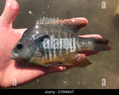 Longear Sunfish Complex (Lepomis megalotis) Actinopterygii Stockfoto