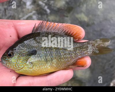 Longear Sunfish Complex (Lepomis megalotis) Actinopterygii Stockfoto