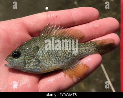 Longear Sunfish Complex (Lepomis megalotis) Actinopterygii Stockfoto