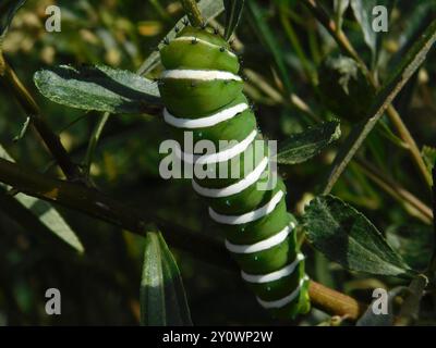 Rothchild's Atlas Moth (Rothschildia jacobaeae) Insecta Stockfoto