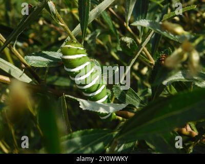 Rothchild's Atlas Moth (Rothschildia jacobaeae) Insecta Stockfoto