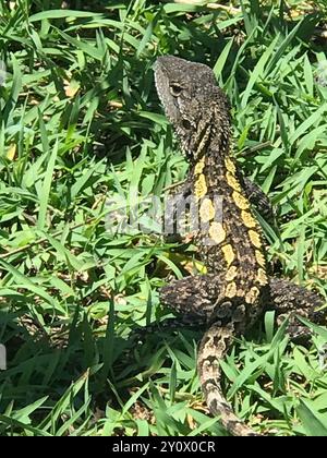 Jacky Dragon (Amphibolurus muricatus) Reptilia Stockfoto