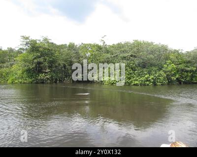 Boto (Inia geoffrensis) Mammalia Stockfoto