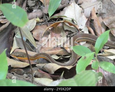 Lachsbauchrainer (Mastigodryas melanolomus) Reptilia Stockfoto