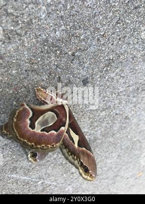 Rothchild's Atlas Moth (Rothschildia jacobaeae) Insecta Stockfoto