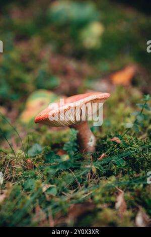 Eine Nahaufnahme eines rot bedeckten Pilzes Russula Emetica, umgeben von üppigem grünem Moos und Pflanzen, die das natürliche Waldökosystem hervorheben Stockfoto