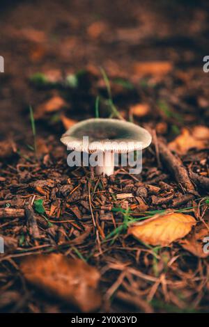 Eine Nahaufnahme eines einzelnen Pilzes Russula Cyanoxantha, der auf einem Waldboden wächst, umgeben von Blättern, Zweigen und Erdtönen Stockfoto