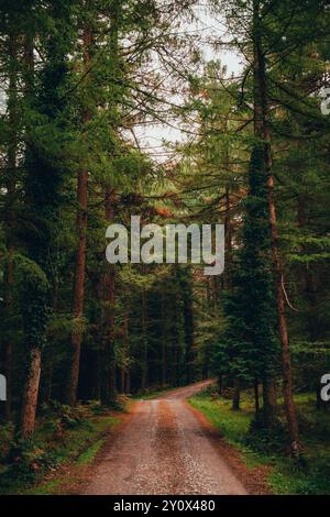 Ein friedlicher, unbefestigter Pfad schlängelt sich durch einen dichten Wald mit hohen grünen Bäumen und Weinstöcken und schafft eine ruhige Naturszene Stockfoto