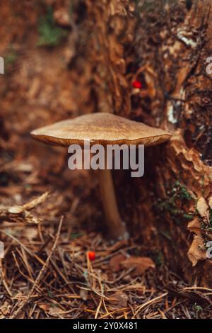 Ein großer brauner Pilz Pluteus Cervinus steht neben einem Baumstamm, umgeben von trockenen Blättern, Kiefernnadeln und Waldschutt Stockfoto