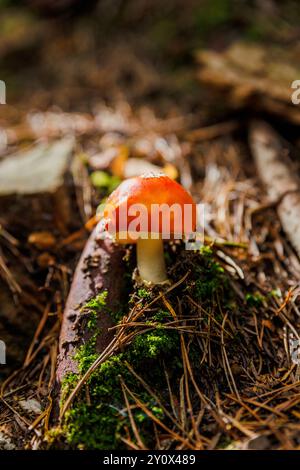 Ein leuchtender roter Pilz Amanita muscaria, der aus dem moosigen Waldboden wächst, umgeben von Kiefernnadeln und natürlichen Waldelementen Stockfoto