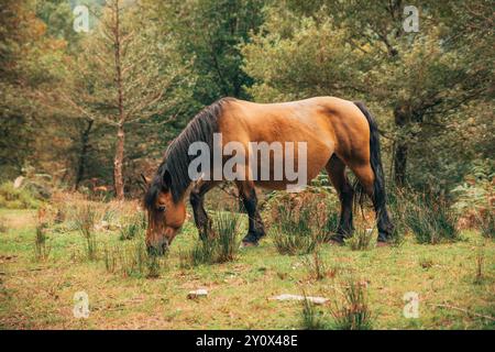 Ein braunes Pferd mit dunkler Mähne weidet friedlich in einem grünen, bewaldeten Gebiet, umgeben von Bäumen und hohem Gras Stockfoto