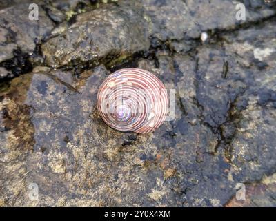 Blaugeringte Spitzenschnecke (Calliostoma ligatum) Mollusca Stockfoto