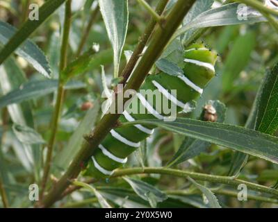 Rothchild's Atlas Moth (Rothschildia jacobaeae) Insecta Stockfoto