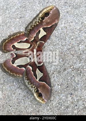 Rothchild's Atlas Moth (Rothschildia jacobaeae) Insecta Stockfoto