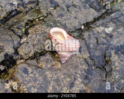 Blaugeringte Spitzenschnecke (Calliostoma ligatum) Mollusca Stockfoto