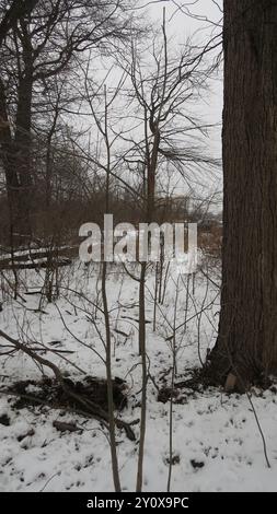 Grünasche (Fraxinus pennsylvanica) Plantae Stockfoto