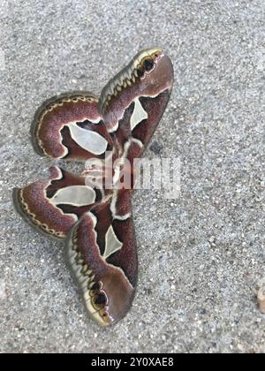 Rothchild's Atlas Moth (Rothschildia jacobaeae) Insecta Stockfoto