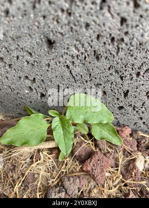 Purple Amaranth (Amaranthus blitum) Plantae Stockfoto