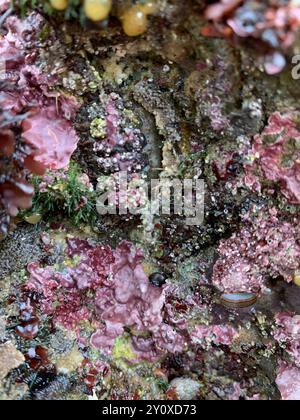 Chitone (Polyplacophora) Mollusca Stockfoto