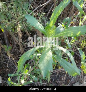 Tropischer Pferdegras (Erigeron sumatrensis) Plantae Stockfoto