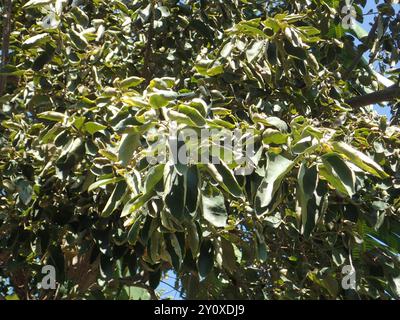 Kirschblüte (Cordia dichotoma) Plantae Stockfoto