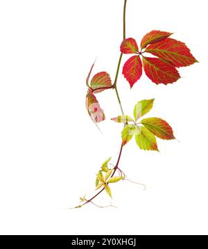 Herbstzweig von fünfblättrigem Efeu mit rot-grünen Blättern isoliert auf weißem Hintergrund. Parthenocissus quinquefolia Stockfoto