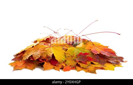 Haufen von bunten Herbstahornblättern isoliert auf weißem Hintergrund. Stockfoto