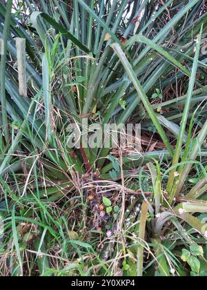 piñuela (Bromelia pinguin) Plantae Stockfoto