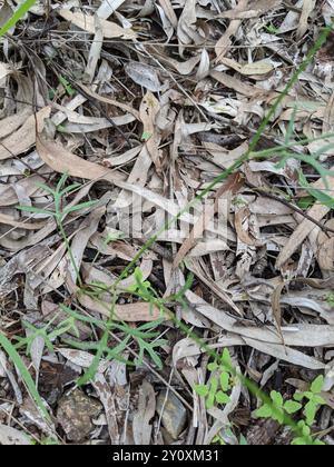 Einheimische Schusterstifte (Glossocardia bidens) Plantae Stockfoto