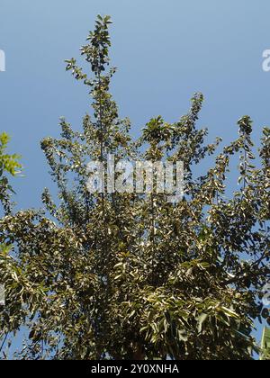 Kirschblüte (Cordia dichotoma) Plantae Stockfoto