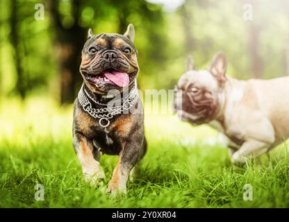 Lustige französische Bulldoggen spielen zusammen auf grünem Gras Hintergrund Stockfoto