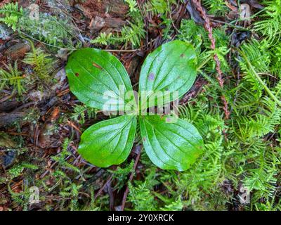 Westliche Bunchberry (Cornus unalaschkensis) Plantae Stockfoto