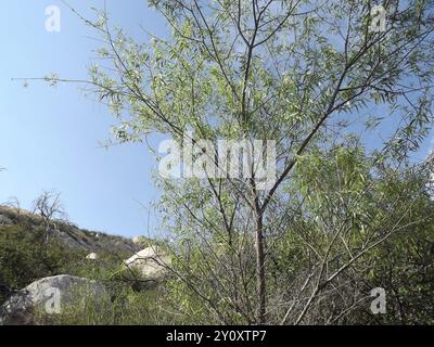 Gooddings Weide (Salix gooddingii) Plantae Stockfoto