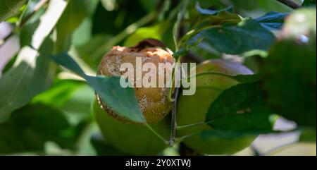 Apfel mit Pilzkrankheit an einem Apfelbaum. Stockfoto