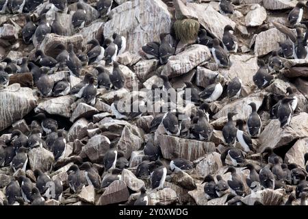 Eine Kolonie von Guillemots/Murs, einschließlich Bridled, auf Gull Island, Neufundland Stockfoto