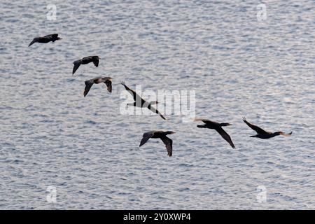 Doppelte Crested Kormoran Stockfoto