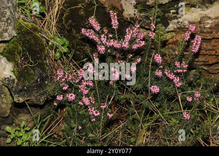 Darley Dale Heath (Erica x darleyensis) Plantae Stockfoto