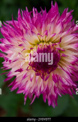 Schöne rosa Garten Dahlien Nahaufnahme mit weiß in der Mitte Stockfoto