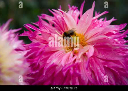 Schöne rosa Garten Dahlien Nahaufnahme mit einer Biene in der Mitte Stockfoto