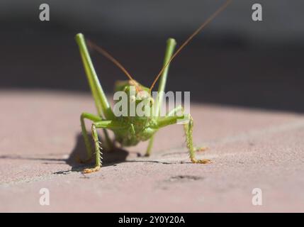 04.09.2024 xkhx Kassel, Natur, das Grüne Heupferd Tettigonia viridissima, auch großes Heupferd, großes grünes Heupferd, selten auch Grüne Laubheuschrecke *** 04 09 2024 xkhx Kassel, Nature, The Green Grasshopper Tettigonia viridissima , auch Large Grasshopper genannt, Large Green Grasshopper, selten auch Green Grasshopper KH Stockfoto