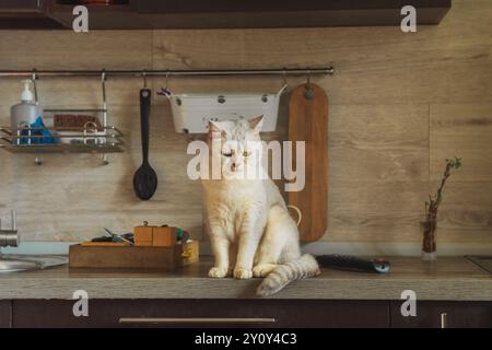 Britische Silberkatze sitzt auf dem Küchentisch. Tageslicht. Stockfoto