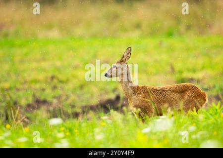 Reh steht auf der Wiese während des Regens, Sommertag Stockfoto