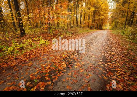 Gefallene Blätter auf einer nassen Schotterstraße im Herbstwald in Ostpolen Stockfoto