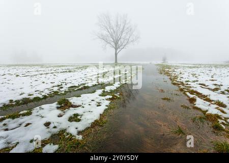 Wasser aus schmelzendem Schnee auf einem ländlichen Feld mit einem Baum an einem nebeligen Tag, Februartag, Ostpolen Stockfoto