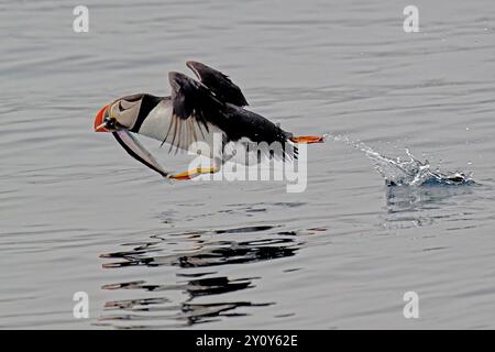 Es gibt eine riesige Papageientaucherkolonie auf Gull Island in Witless Bay, Neufundland, Kanada Stockfoto