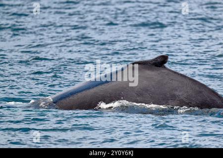 Narben auf einem Buckelwal in der Nähe von St. Anthony, neufundland, Kanada Stockfoto