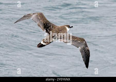 Toller Sturmtaucher im Flug Stockfoto