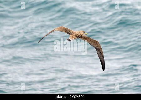 Toller Sturmtaucher im Flug Stockfoto