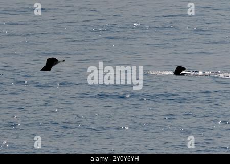 2 Buckelwale tauchen im Einklang Stockfoto